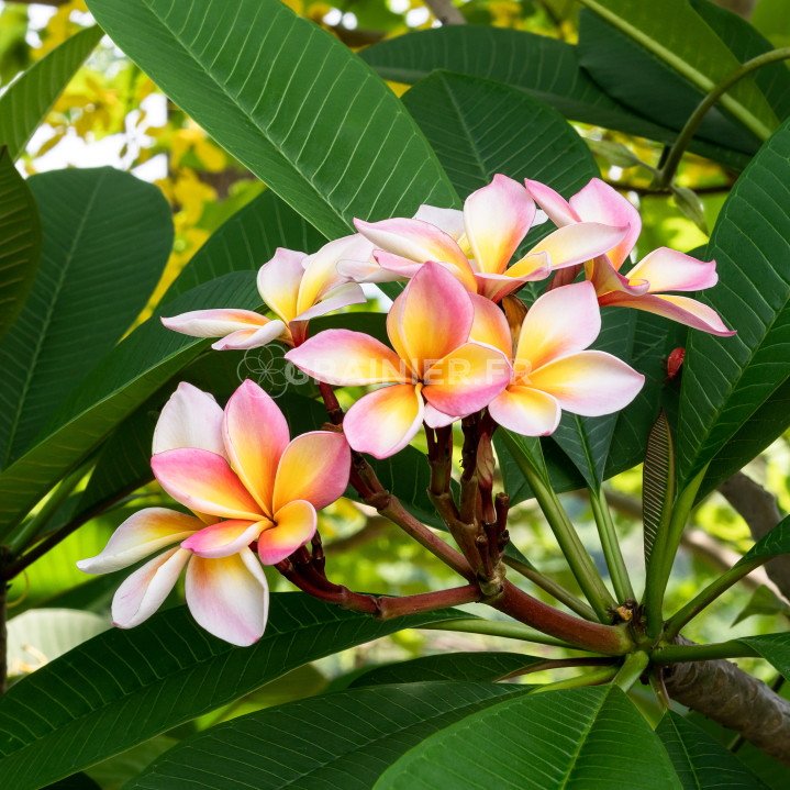 Frangipanier rouge, Fleur des temples, Plumeria Rubra mélange image